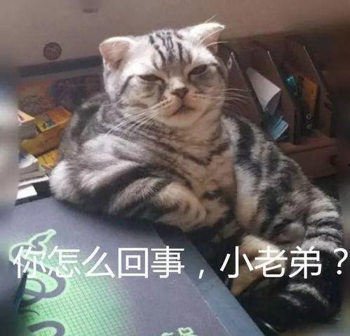 小老弟吃瓜的作品,揭秘娱乐圈那些不为人知的幕后故事