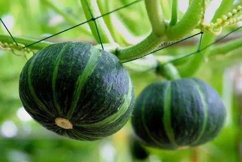 吃博阳瓜好吗,博阳瓜的营养价值与美味分享