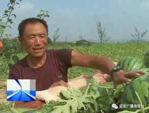 开端瓜农片段吃瓜,瓜农的甜蜜生活，吃瓜乐趣无限