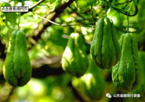 福手瓜怎样吃,探索美味与营养的完美结合