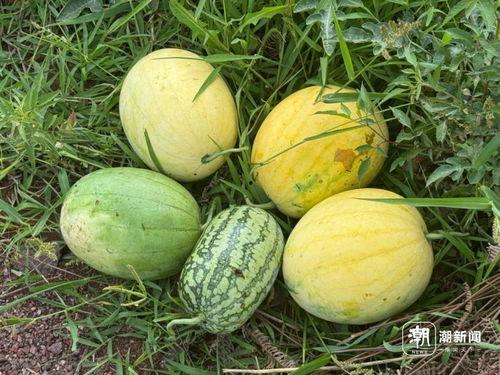 吃瓜网爆最新,娱乐圈最新劲爆事件大揭秘！