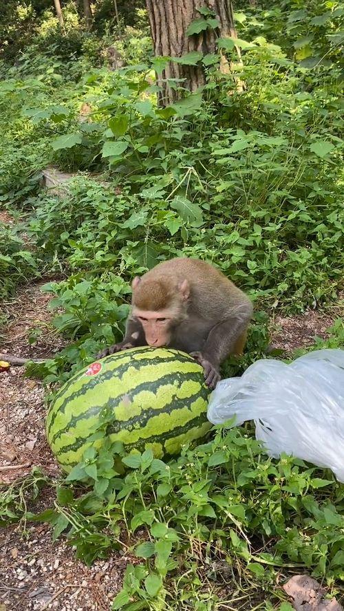 凿哥吃瓜,揭秘娱乐圈那些不为人知的幕后故事