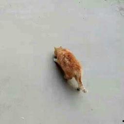 猫儿爱爬墙吃瓜,趣味生活瞬间捕捉