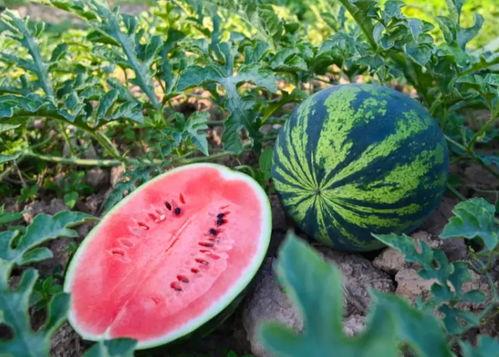 吃瓜程雅琪,瓜界风云录