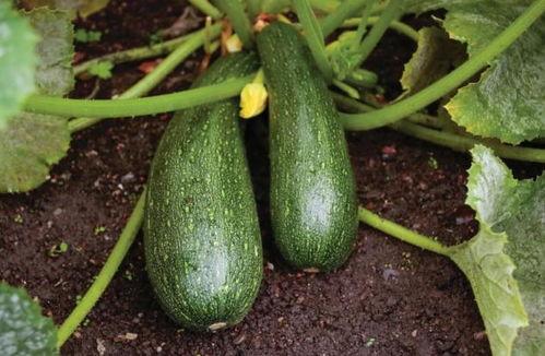 吃中药能吃瓜吗,合理搭配的饮食智慧