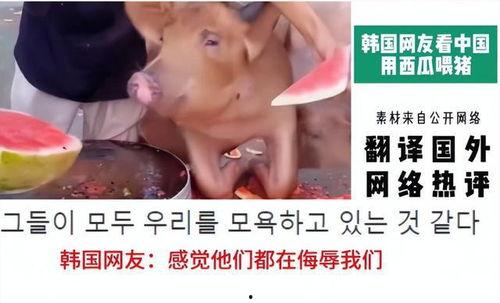 直播创业吃瓜,吃瓜群众见证的创业传奇