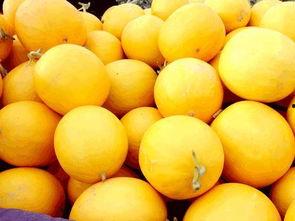 黄河蜜瓜的吃,甘甜如蜜，夏日解渴佳品