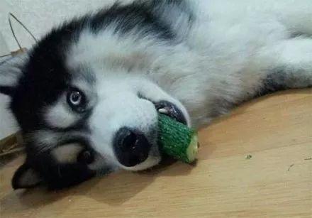 二狗的吃瓜视频,揭秘娱乐圈幕后真相