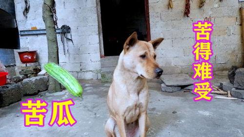 二狗的吃瓜视频,揭秘娱乐圈幕后真相